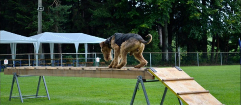 천안애견훈련소