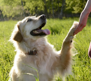 천안애견훈련소