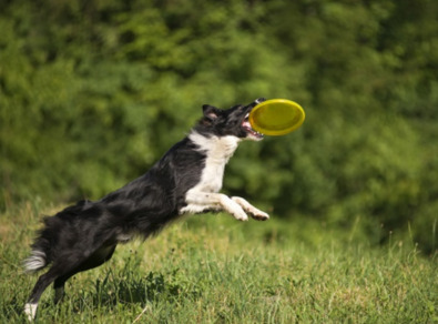 천안애견훈련소