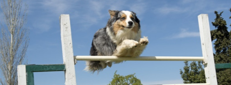 천안애견훈련소